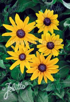 Rudbeckia 'Marmelade'